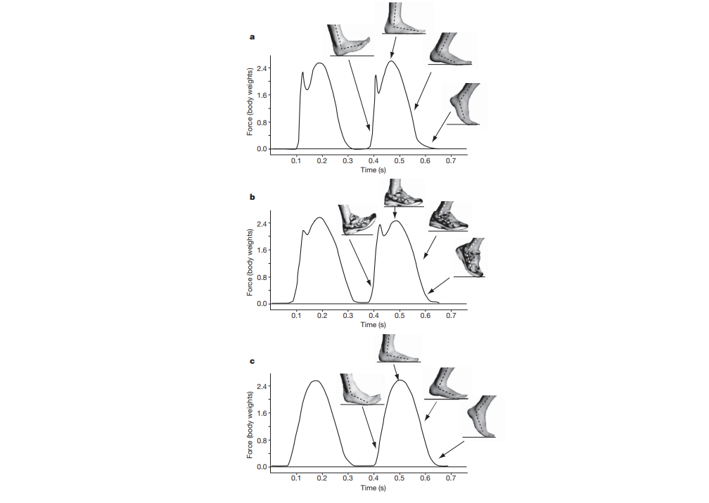 Graphique montrant les forces d'impact au sol selon le type de course